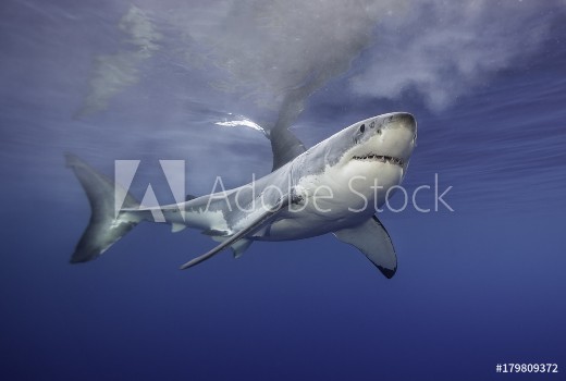 Image de Great white shark at the surface Guadalupe Island Mexico